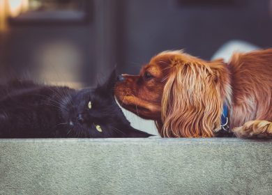 Black cat and brown dog laying next to each other