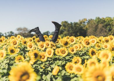 Field of Sunflowers with two legs with boots sticking out in the middle