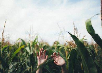 Palms of hands in the air in front of corn field