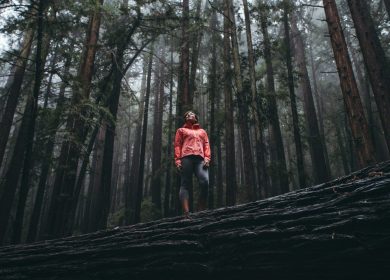 Person standing on a fallen redwood in the middle of other trees