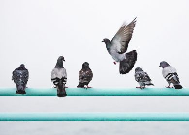 5 pigeons facing away from the camera on a pole and one flying near the group
